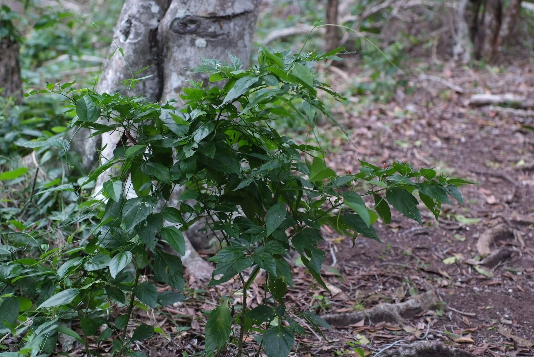 Capsicum annuum cv. 'Chilpaya'